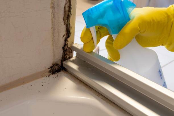 Trusted Drexel, OH Mold Remediation Experts