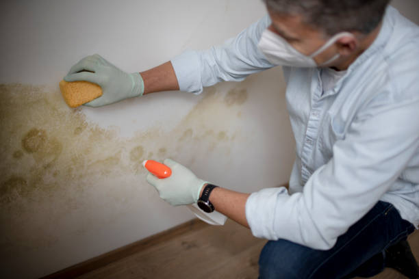 Best Black Mold Remediation in Drexel, OH