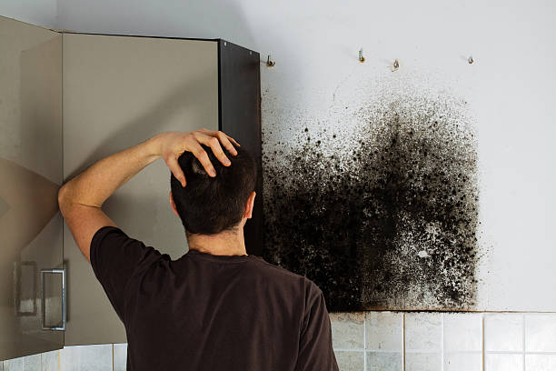 Best White Mold Remediation in Drexel, OH
